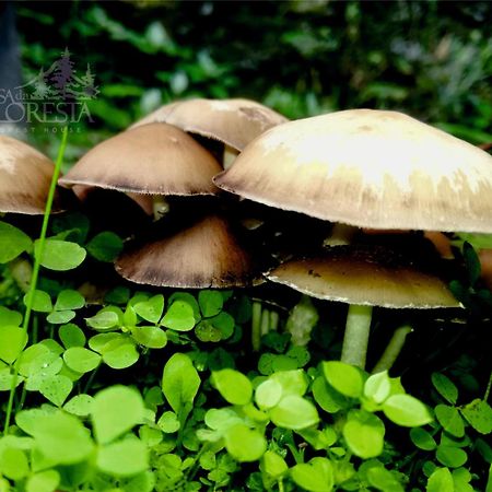 Casa Da Floresta Covilhã Eksteriør bilde